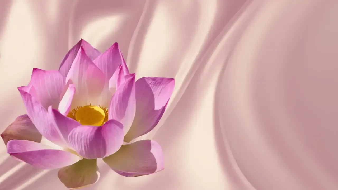 Lụa tơ sen mềm mại, thoáng khí và có màu sắc tự nhiên lấp lánh